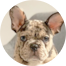 French Bulldog Puppies For Sale - Premier Pups