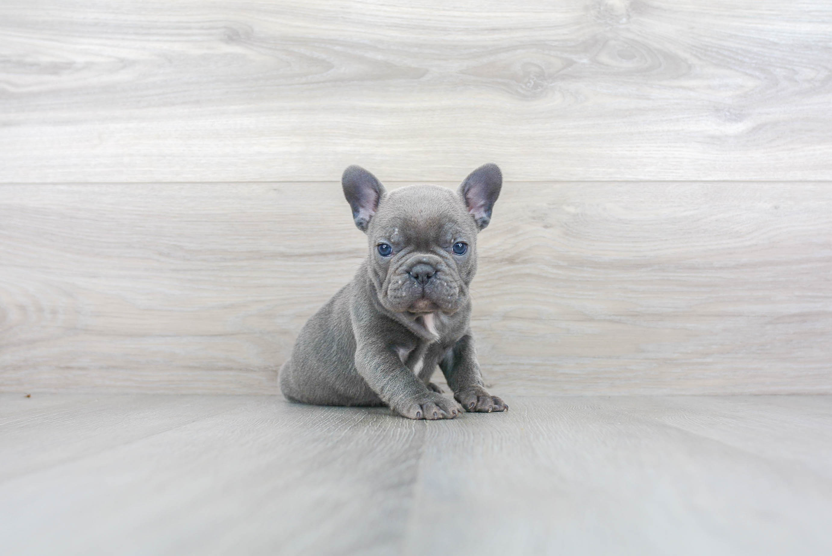 French bulldog puppy hot sale with blue eyes