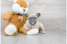 Meet Gabbana - our French Bulldog Puppy Photo 1/3 - Premier Pups
