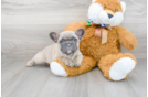 Meet Gabbana - our French Bulldog Puppy Photo 2/3 - Premier Pups