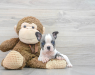 6 week old French Bulldog Puppy For Sale - Premier Pups