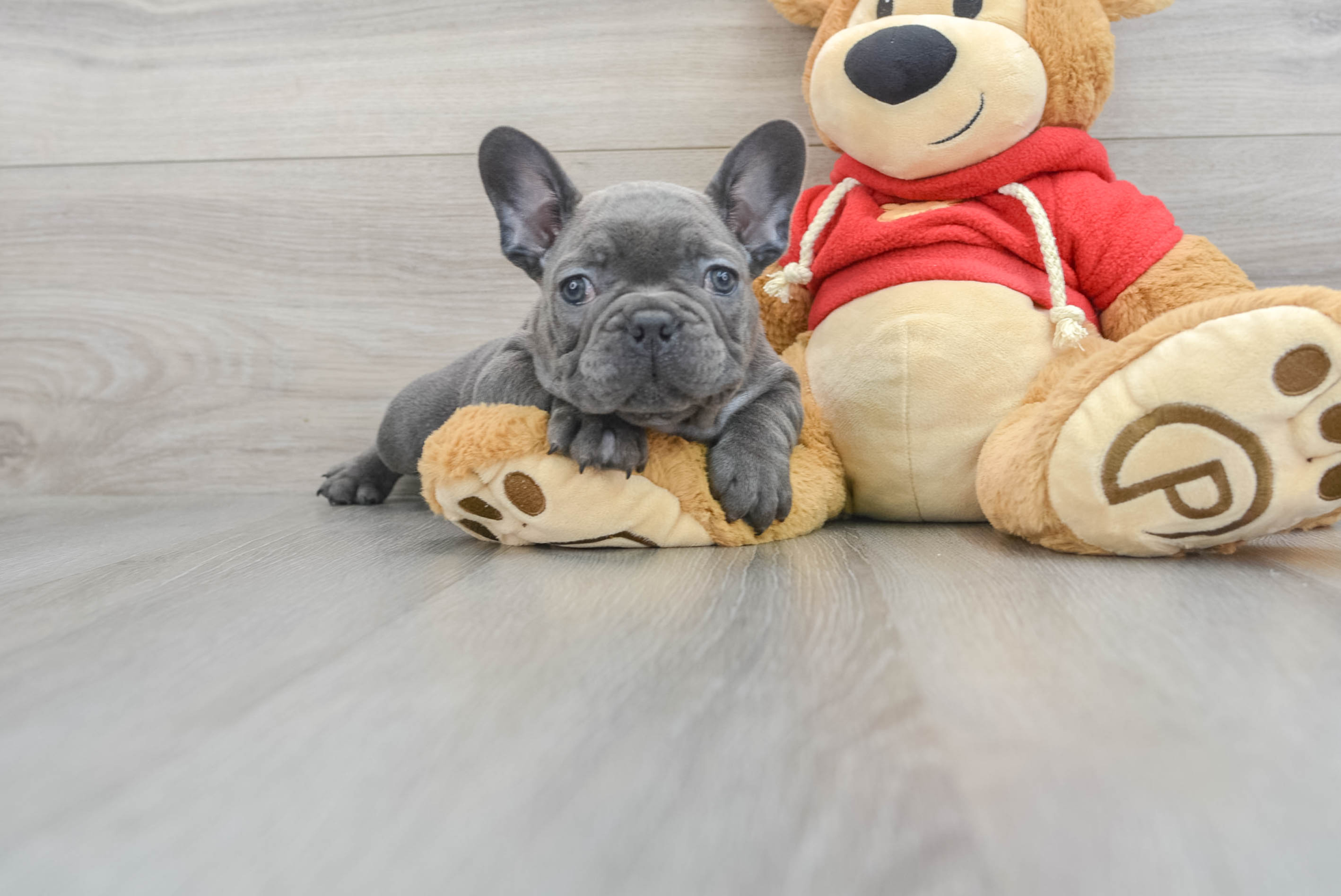 Fluffy French Bulldog Ghost 8lbs 13oz Purebred Puppy