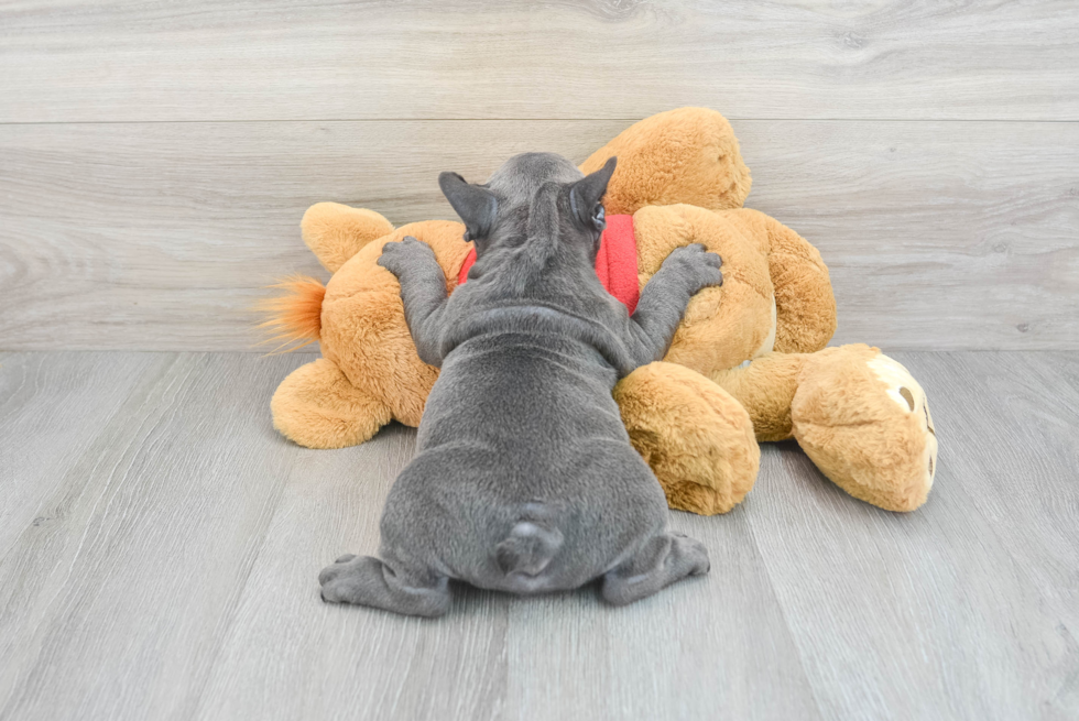 Fluffy French Bulldog Ghost 8lbs 13oz Purebred Puppy