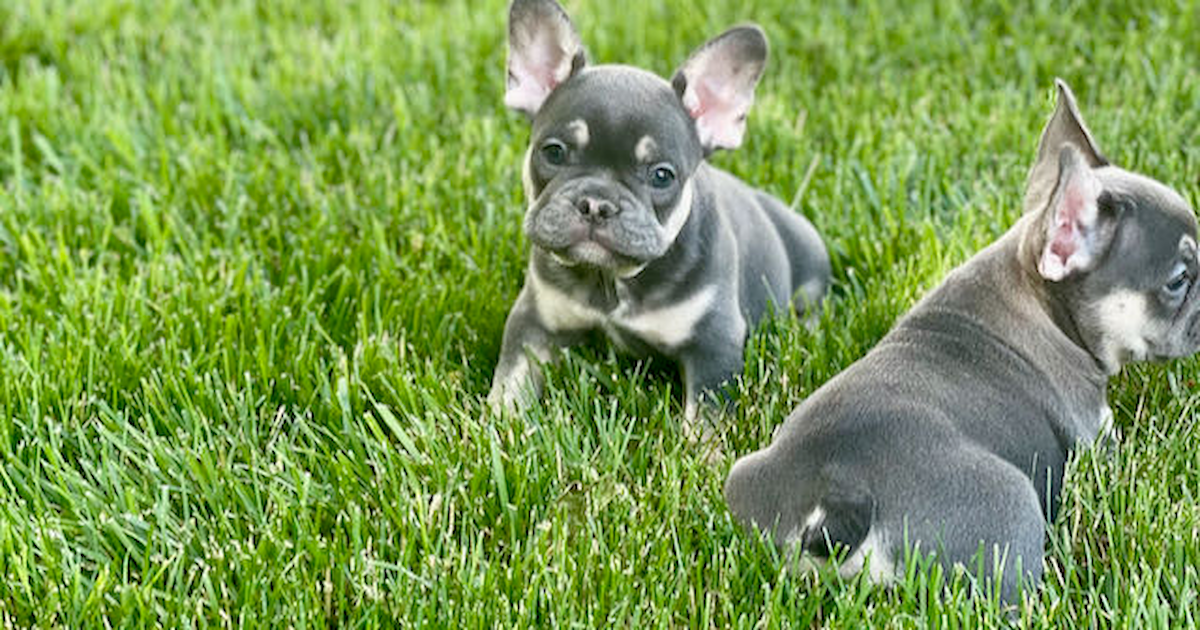 Funny French Bulldog Ghost 5lb 9oz Purebred Puppy