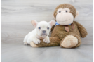 Meet Ghost - our French Bulldog Puppy Photo 2/3 - Premier Pups
