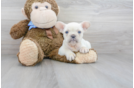 Meet Ghost - our French Bulldog Puppy Photo 1/3 - Premier Pups