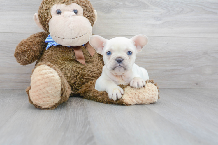 Meet Ghost - our French Bulldog Puppy Photo 1/3 - Premier Pups