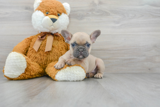 Little French Bulldog Purebred Pup