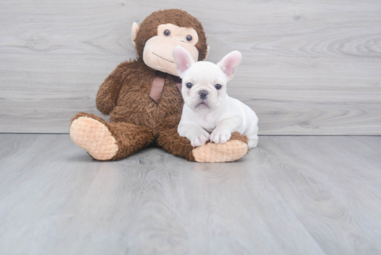 Akc Registered French Bulldog Baby