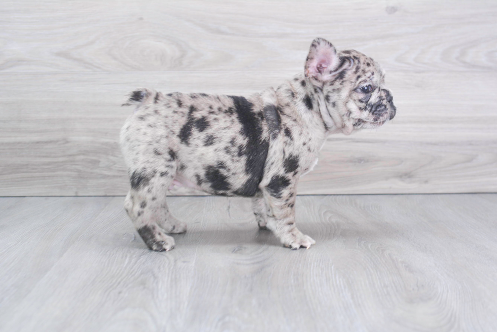 Akc Registered French Bulldog Baby