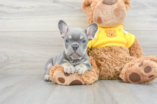 Akc Registered French Bulldog Baby
