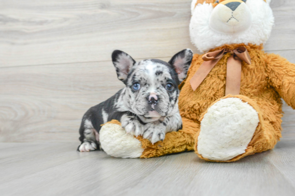 6 week old French Bulldog Puppy For Sale - Premier Pups