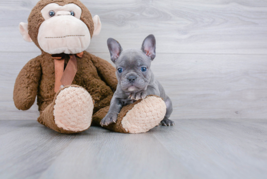 Little French Bulldog Purebred Pup