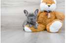 Meet Paisley - our French Bulldog Puppy Photo 2/3 - Premier Pups
