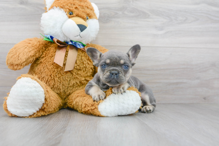 Meet Paisley - our French Bulldog Puppy Photo 1/2 - Premier Pups