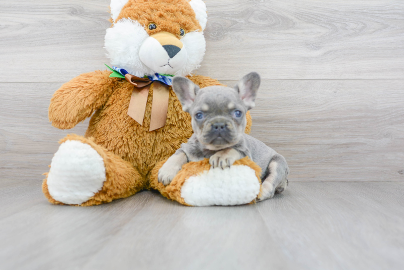 Meet Pepper - our French Bulldog Puppy Photo 1/2 - Premier Pups
