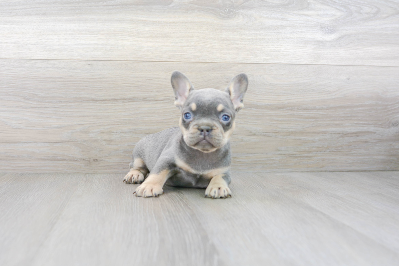 Meet Perla - our French Bulldog Puppy Photo 3/4 - Premier Pups