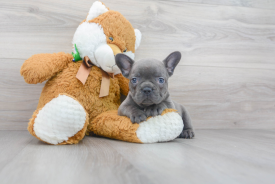 French Bulldog Pup Being Cute