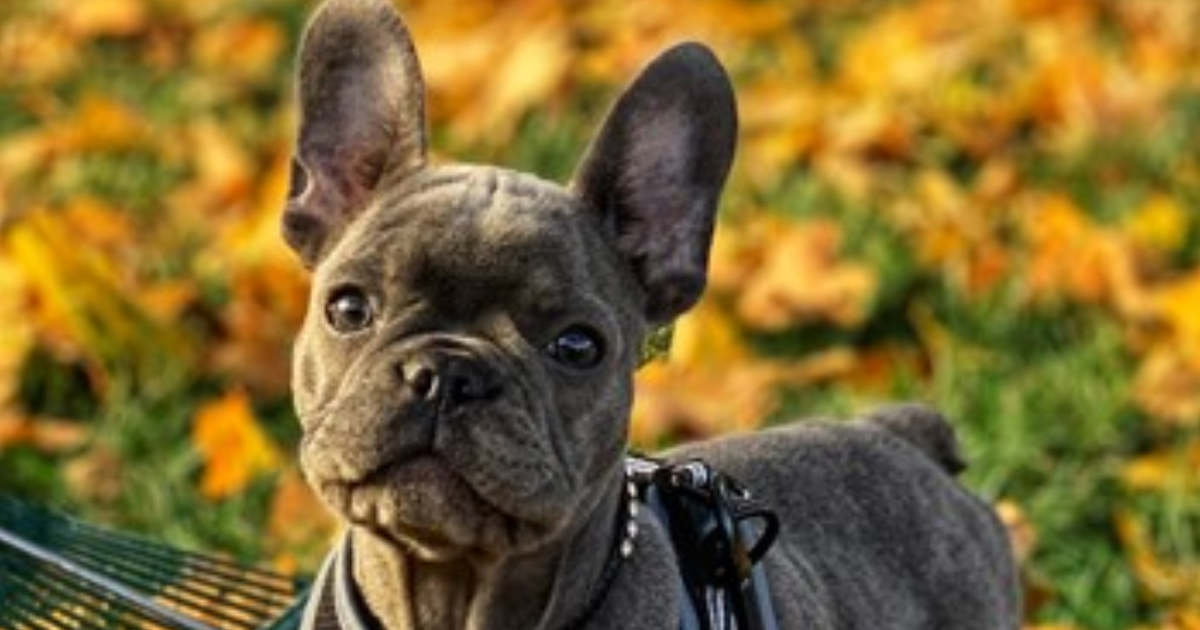 French Bulldog Puppies for Sale in Moorestown, New Jersey