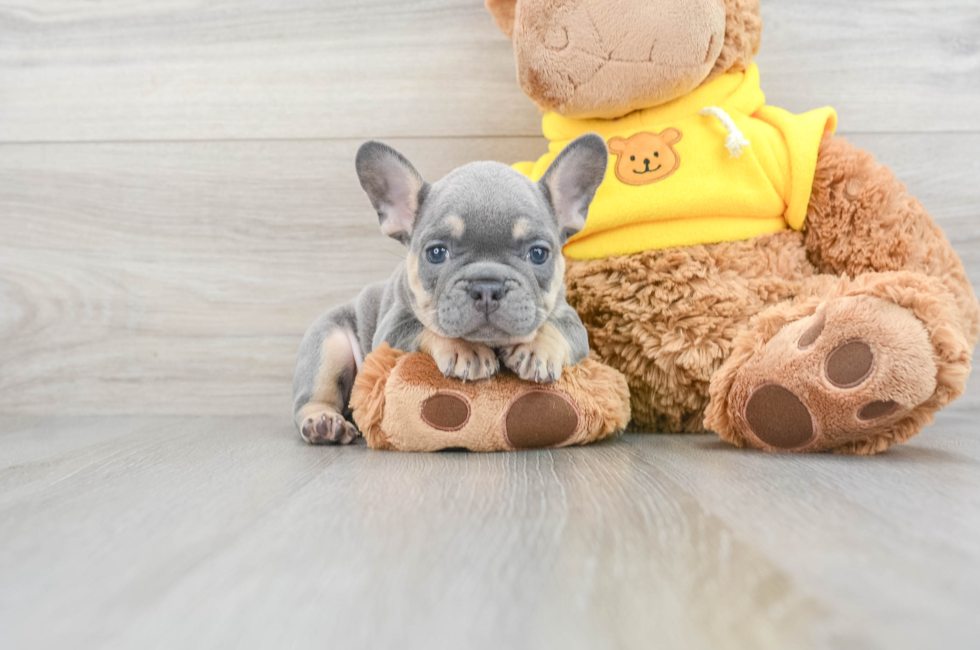 6 week old French Bulldog Puppy For Sale - Premier Pups