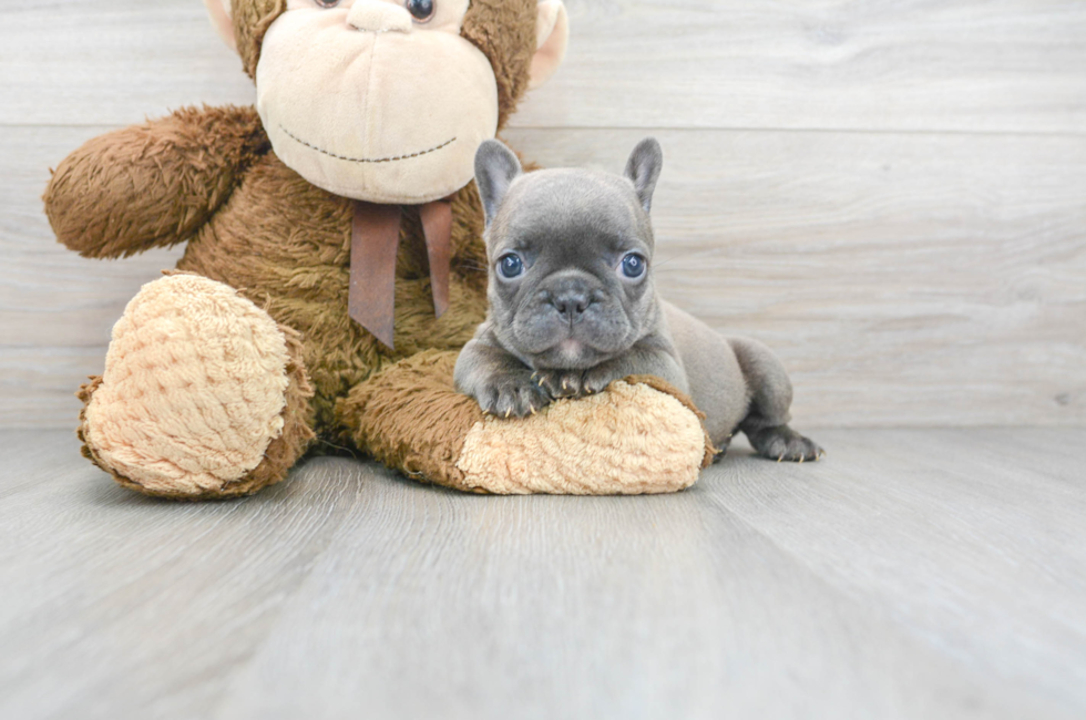 6 week old French Bulldog Puppy For Sale - Premier Pups