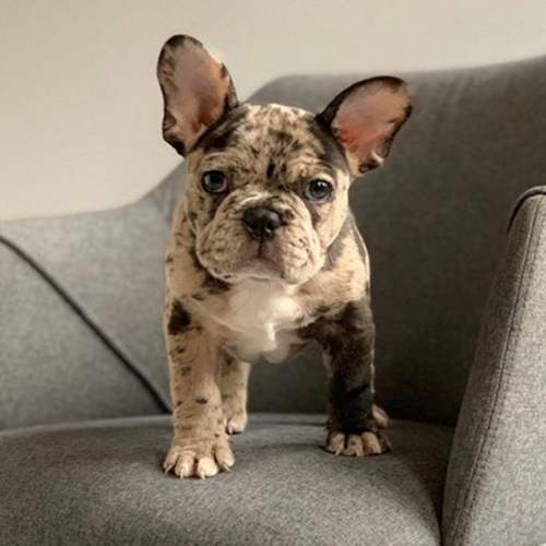 Merle French Bulldog standing on a chair