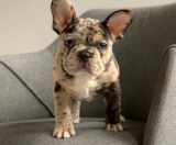 French Bulldog Puppies For Sale Premier Pups