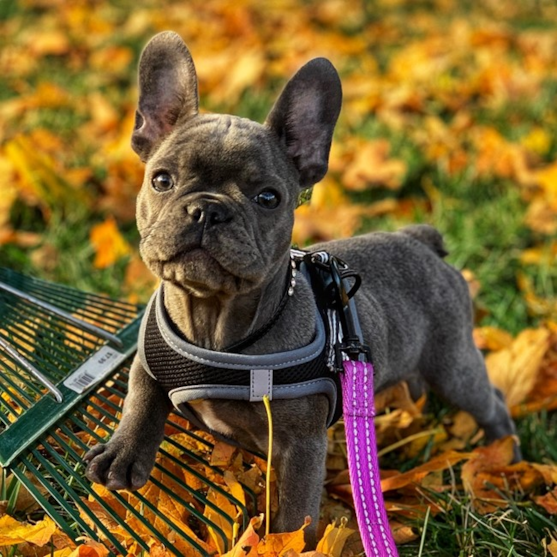 Gray French Bulldog standing on a bed of autumn leaves