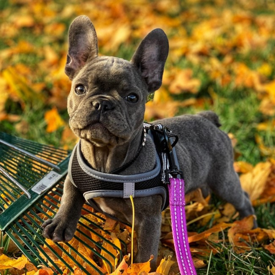 Gray French Bulldog Gray French Bulldog standing on a bed of autumn leaves