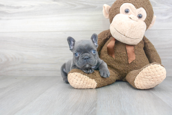 Friendly French Bulldog Purebred Pup