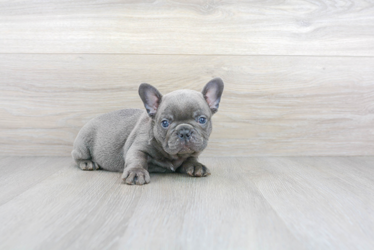 Meet Rambo - our French Bulldog Puppy Photo 1/4 - Premier Pups