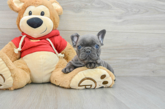 Funny French Bulldog Purebred Pup