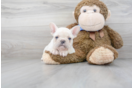 Meet Rampage - our French Bulldog Puppy Photo 2/3 - Premier Pups