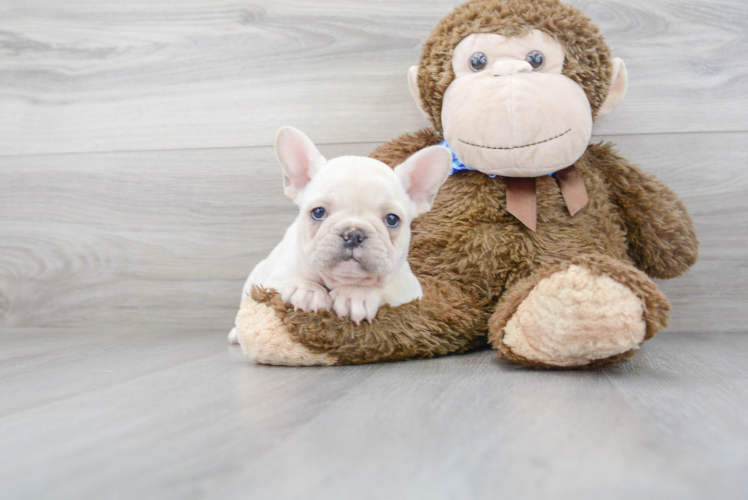 Meet Rampage - our French Bulldog Puppy Photo 2/3 - Premier Pups