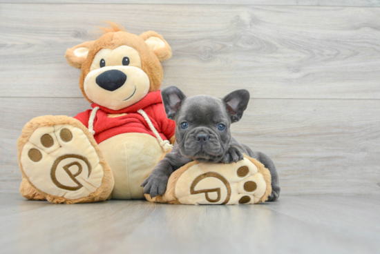 Little French Bulldog Purebred Pup