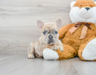 7 week old French Bulldog Puppy For Sale - Premier Pups