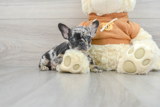 Smart Frenchie Purebred Puppy