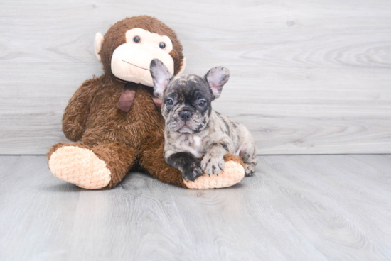 Akc Registered French Bulldog Purebred Pup