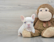 6 week old French Bulldog Puppy For Sale - Premier Pups