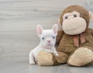 6 week old French Bulldog Puppy For Sale - Premier Pups