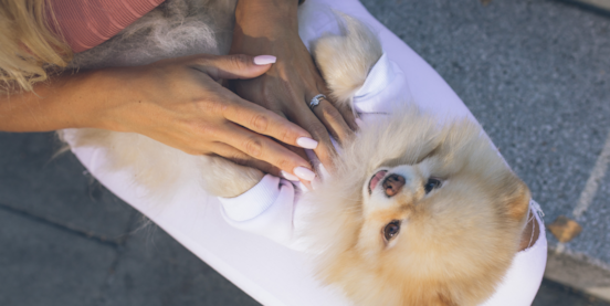 Discover The World Of Therapy Dogs