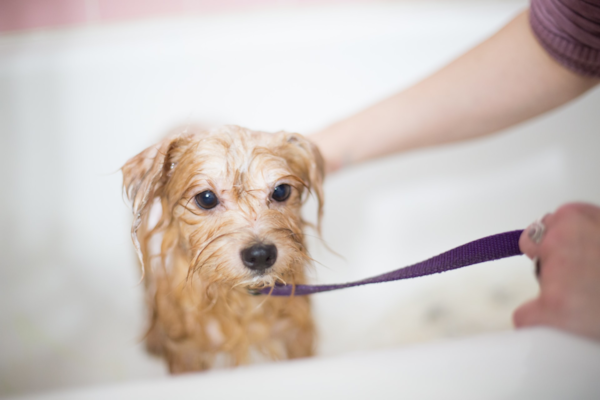 Grooming your Dog at Home Guide - Premier Pups