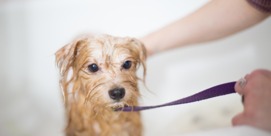 Grooming your Dog at Home Guide