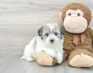 8 week old Havachon Puppy For Sale - Premier Pups