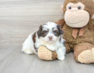 7 week old Havachon Puppy For Sale - Premier Pups