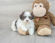 7 week old Havachon Puppy For Sale - Premier Pups
