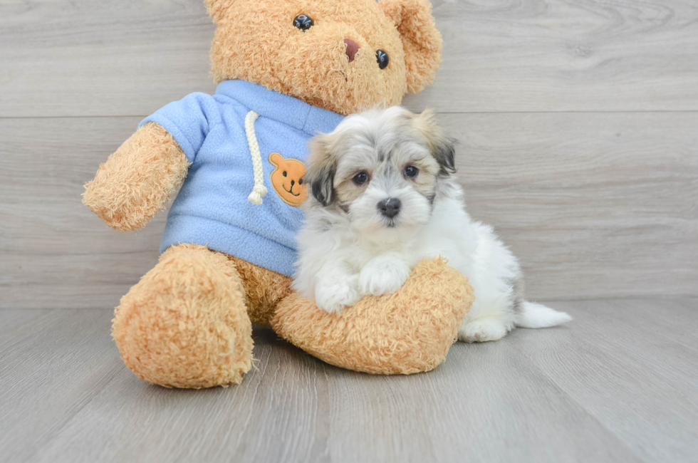 5 week old Havachon Puppy For Sale - Premier Pups