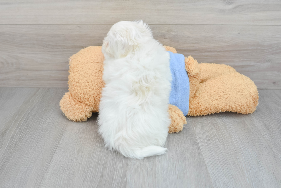 Havachon Puppy for Adoption