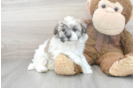 Meet Farrah - our Havachon Puppy Photo 2/3 - Premier Pups