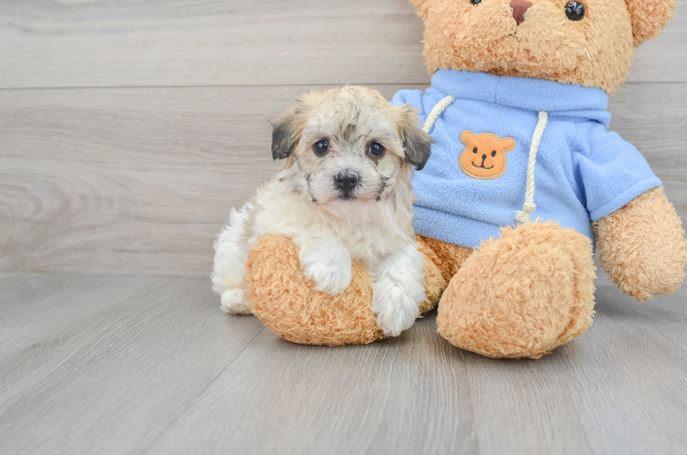 6 week old Havachon Puppy For Sale - Premier Pups